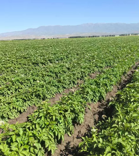Hvordan sikrer Xinjiang Wenxing kartoffelindustri råvareforsyning via 2026 forårskartoffelplantning?